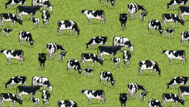 Makower | Cows